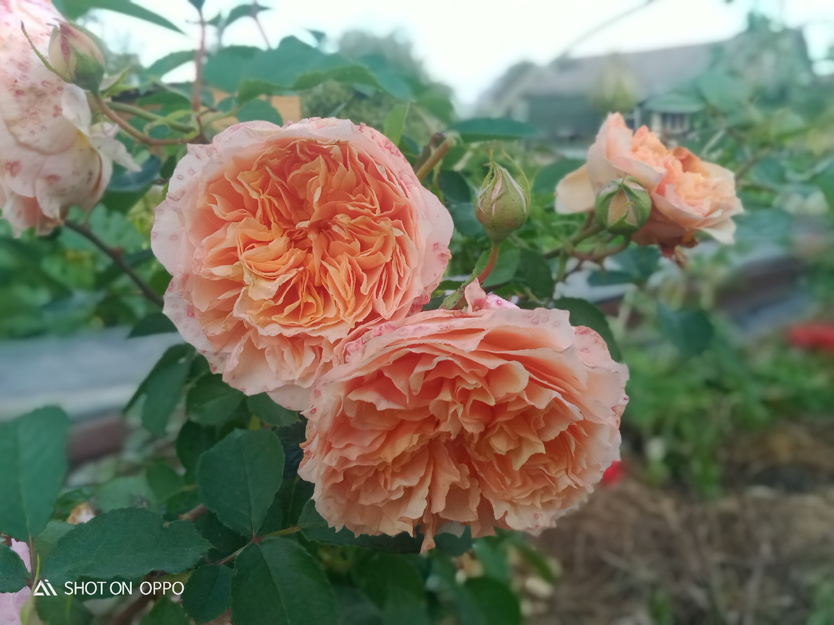 Фру фру Тан Жаки