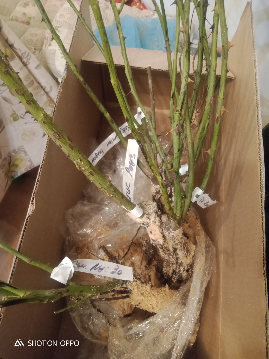 Посылка с розами в декабре. Что делать?😳