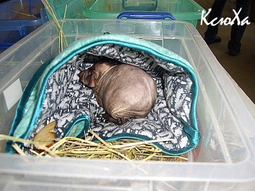 Морская свинка бесшерстной породы отдыхает на выставке. 2007 год.