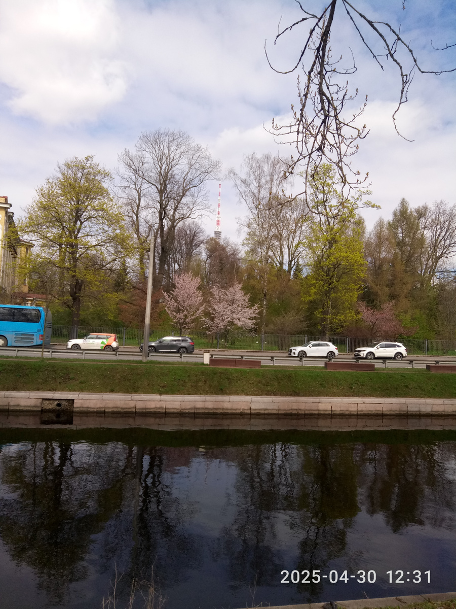 Сквер. Уже расцвела сирень. 