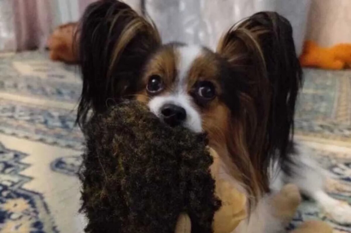    В День собачьего счастья новосибирцы показали фото питомцев