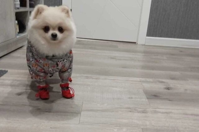    Фото: МК в Новосибирске/ Фотографии предоставлены