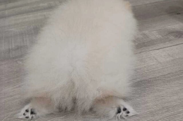    Фото: МК в Новосибирске/ Фотографии предоставлены