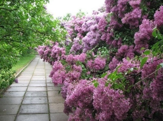 Сладкие весенние мечты...