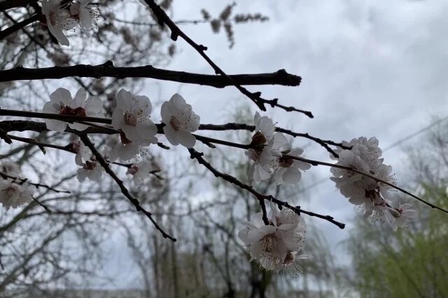    Какой мороз выдерживают косточковые?