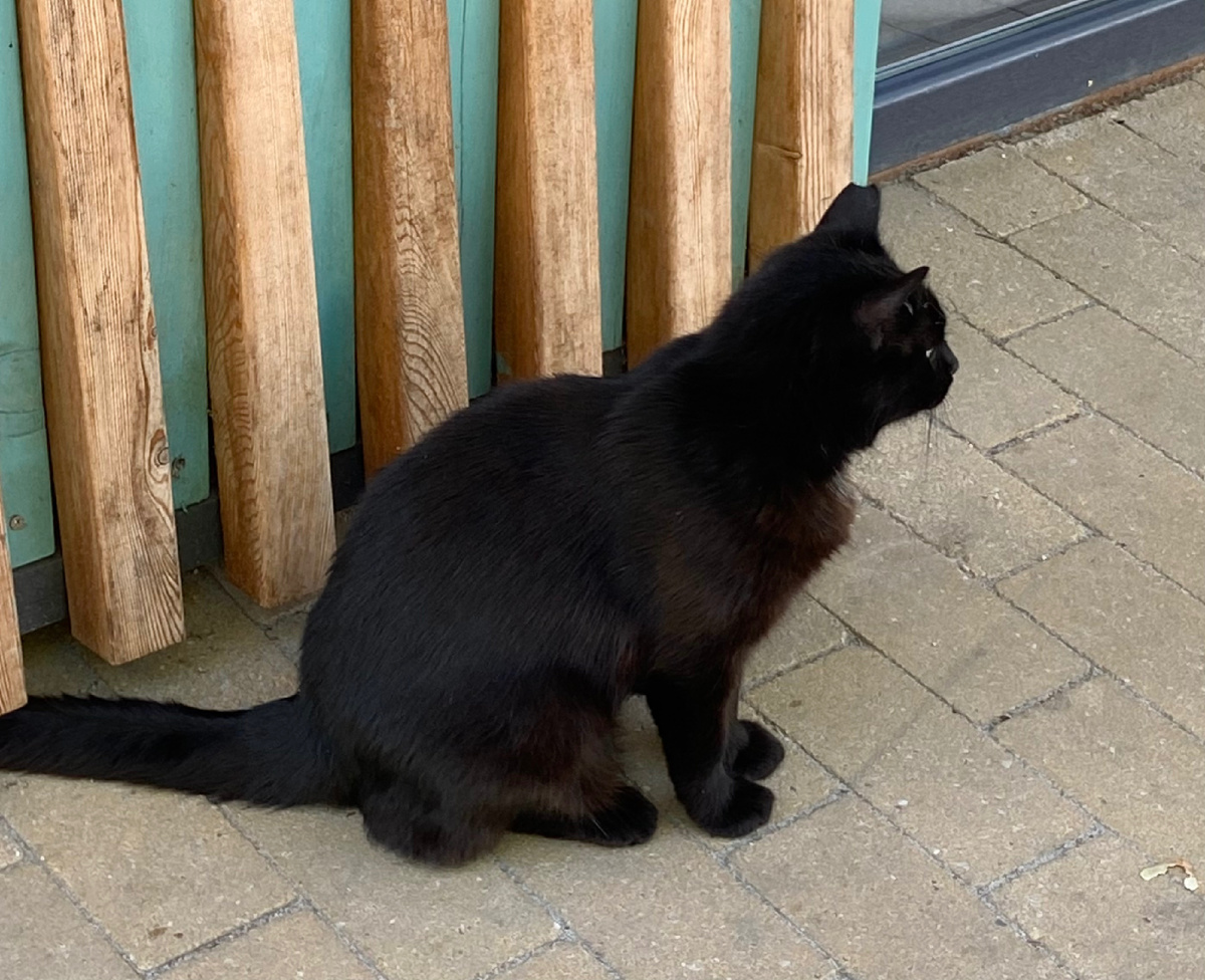 Черный кот, который перешел нам дорогу в Калининграде прошлым летом) И ничего не случилось) 