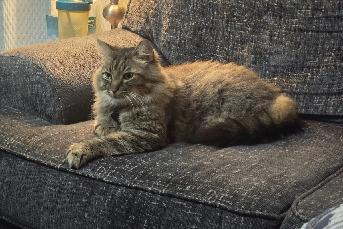     Почему коты дерут мебель: неожиданная связь между любовью и вандализмом