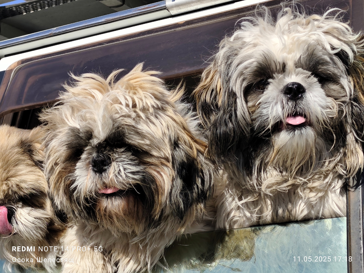 Мои любимые нестриженные мордахи