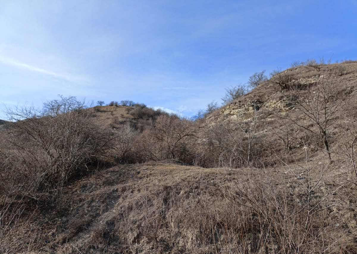 Фото автора: горы с деревьями и кустарниками (Дагестан, январь 2024)