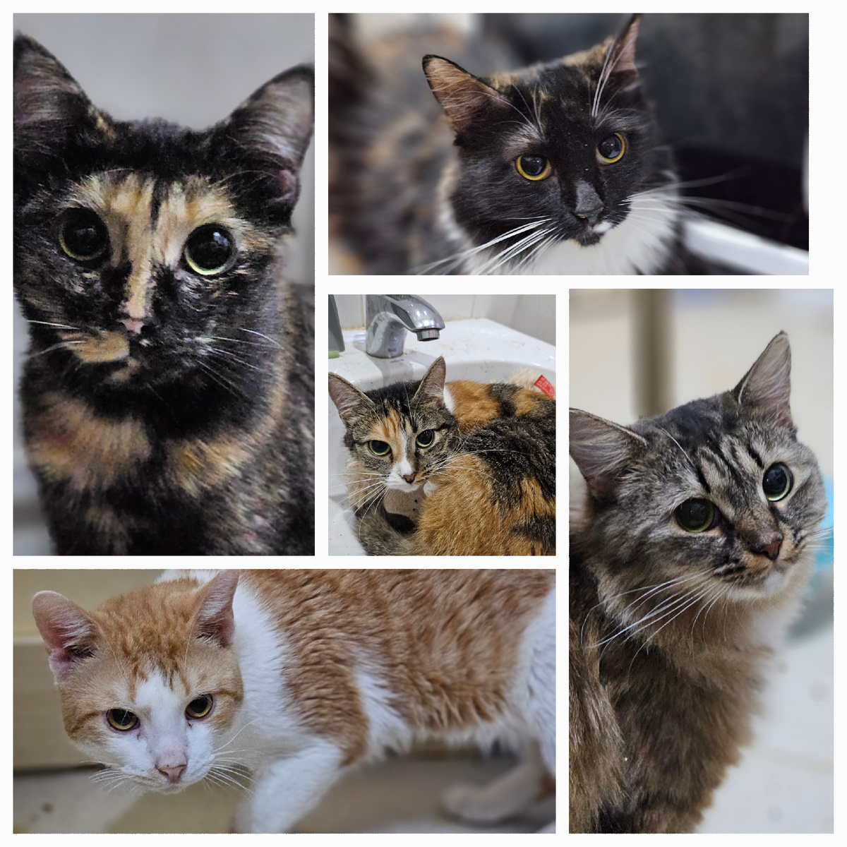 Фото автора. Котички.