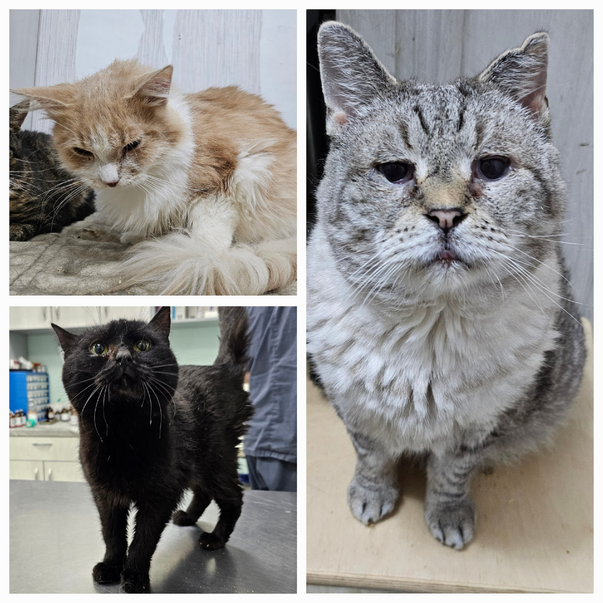 Фото автора. Заболели фип. Потап, Русик, Мотя.