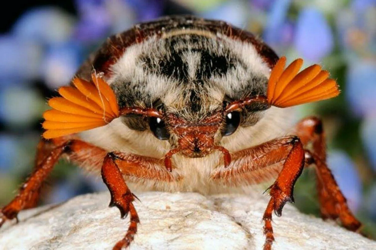 Майский жук