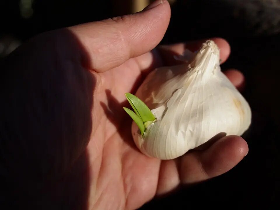    Чеснок. Фото: Pxhere