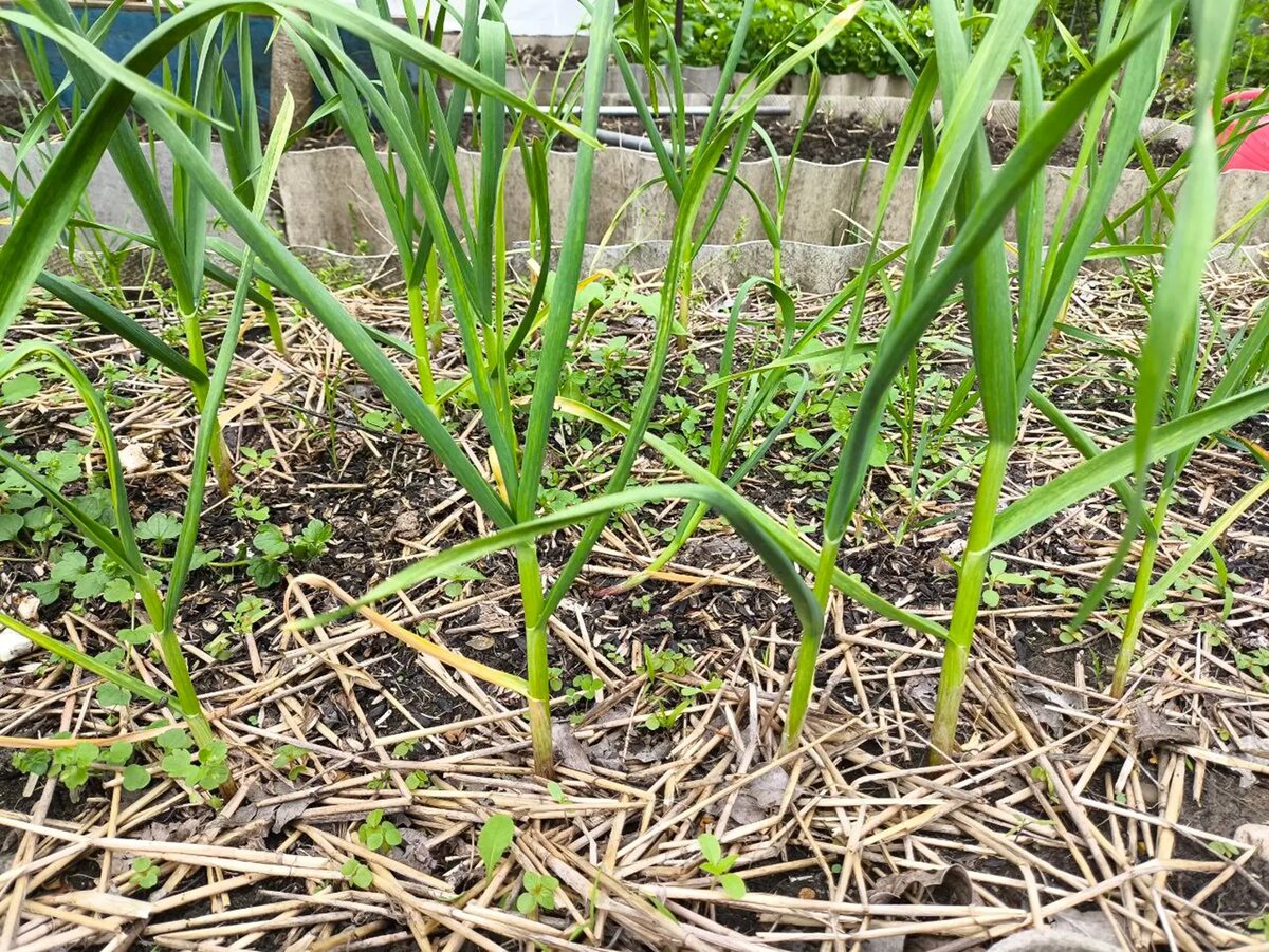    Чеснок. Фото: Мойка78