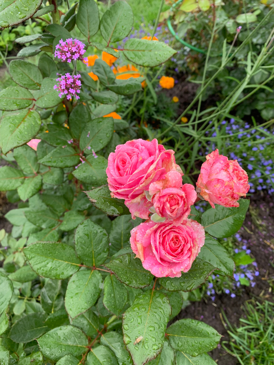 роза графиня Мария Генриетта, все фото автора.