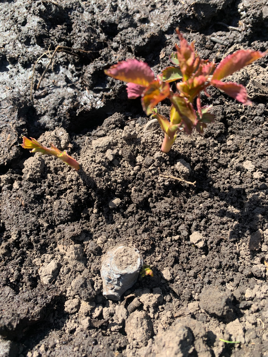 роза Пьер де Ронсар, все фото автора. В галереи 2 фото.