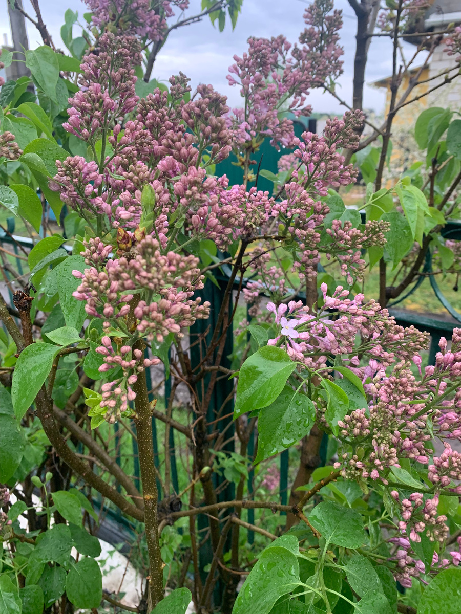 сирень, все фото автора