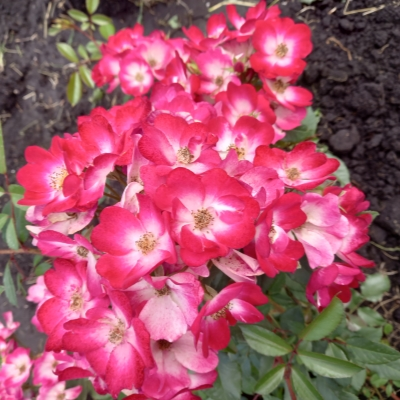 роза Букаву, фото из свободного источника.