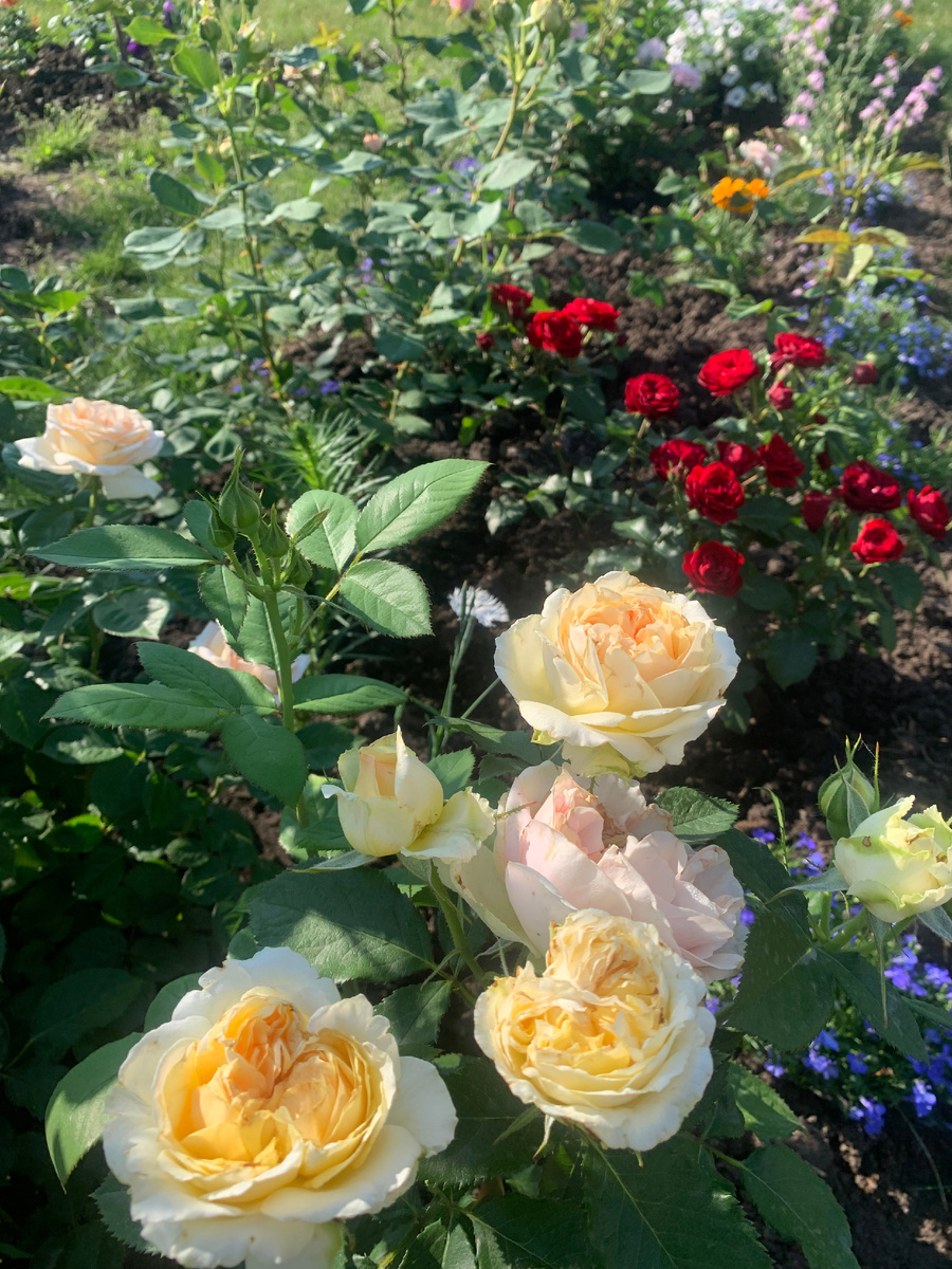 роза Женевье Орси на фоне розы Лаваглут, фото автора