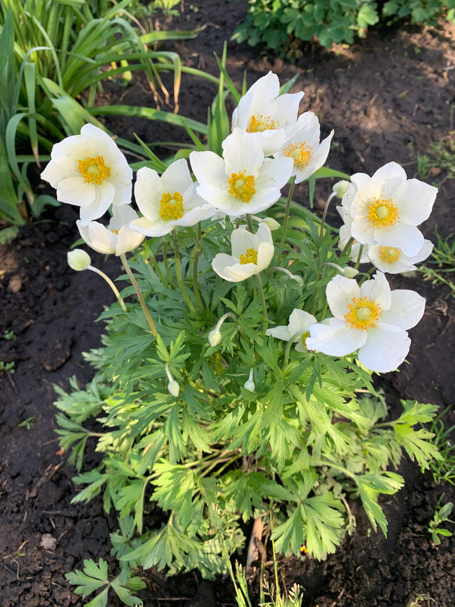 анемона дубравная, все фото автора