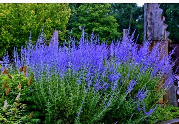 перовския, фото из свободного источника.