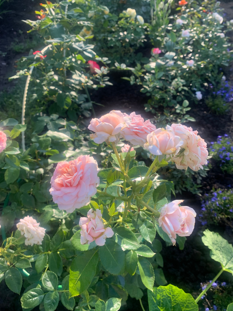 роза Кремоза, все фото автора