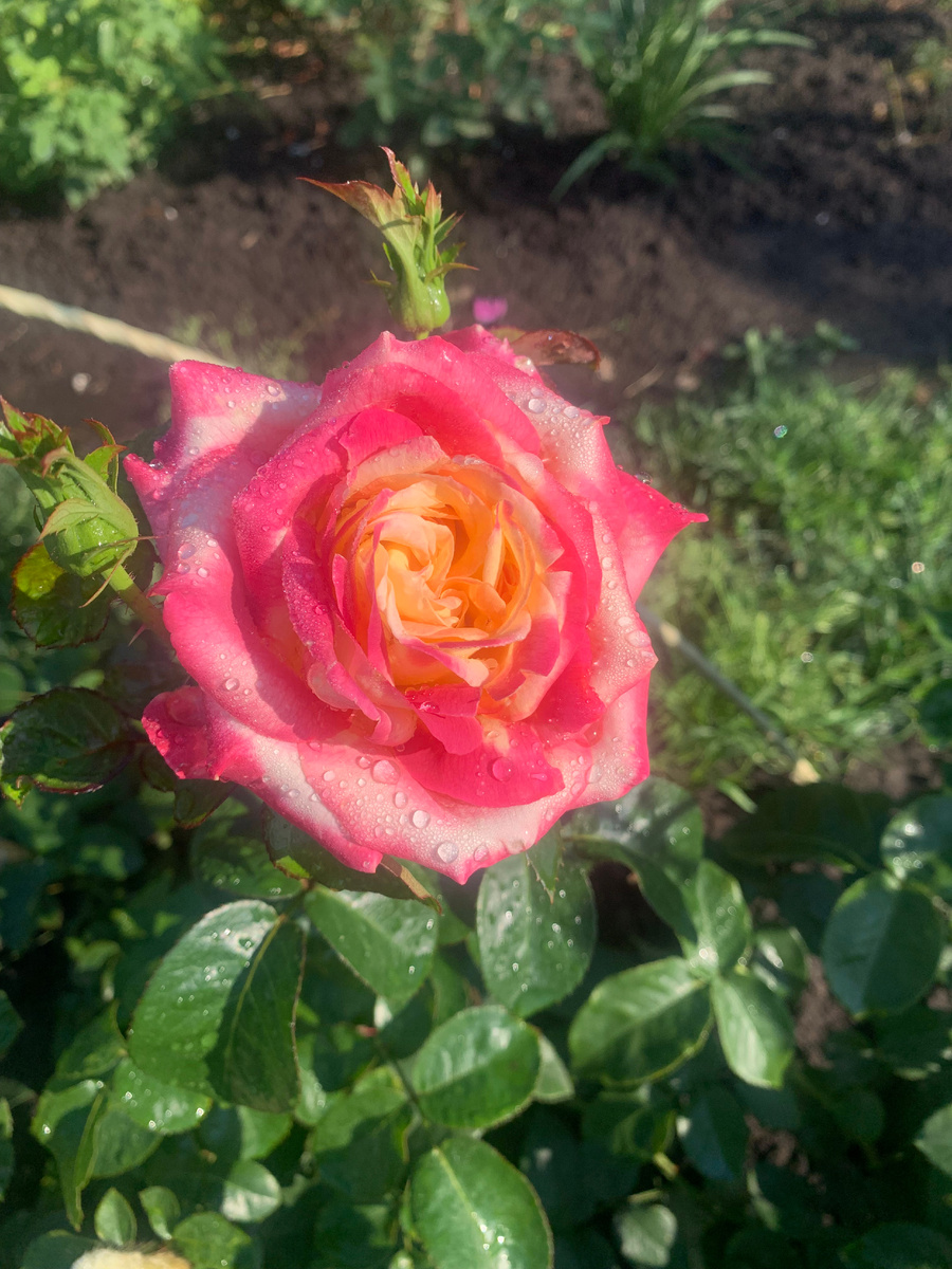 Роза Пульман Ориент Экспресс, фото автора