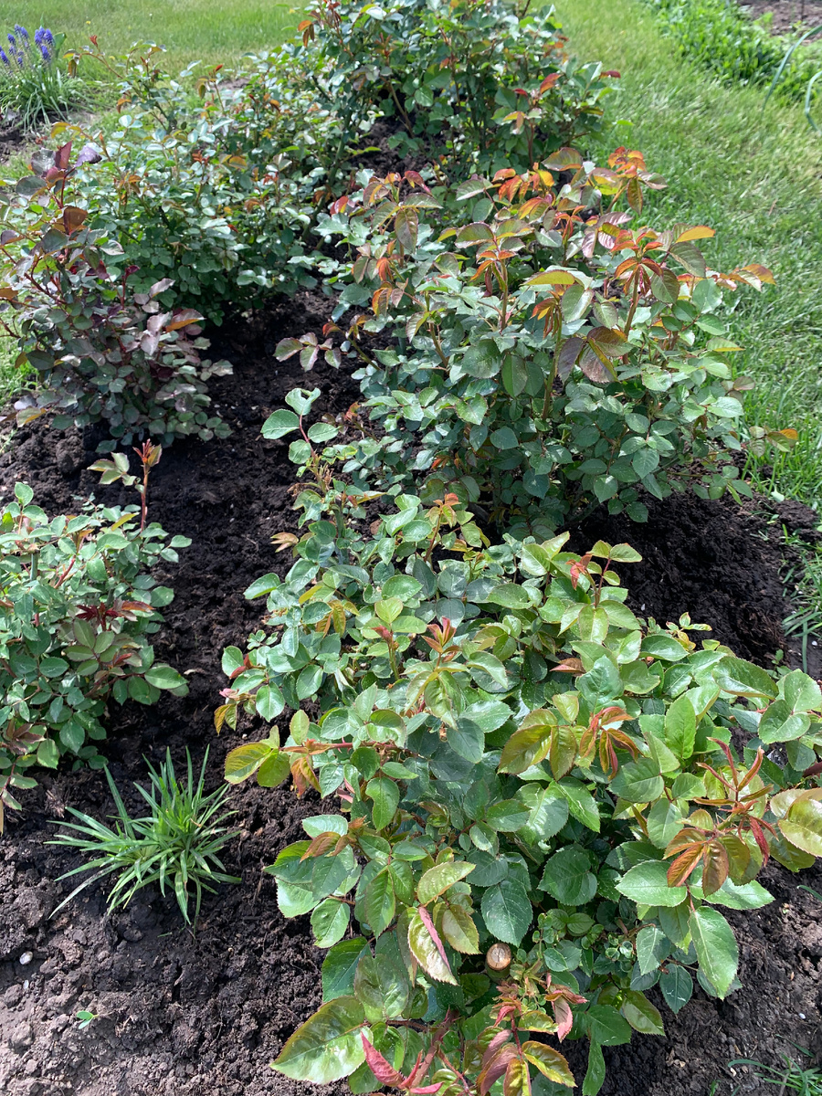 розы 2025, все фото автора.