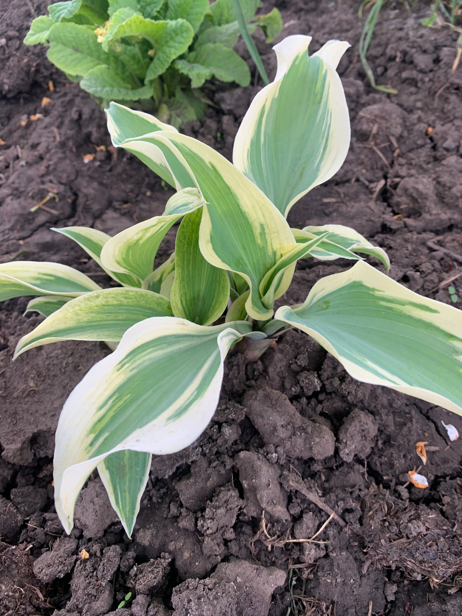 хоста, все фото автора