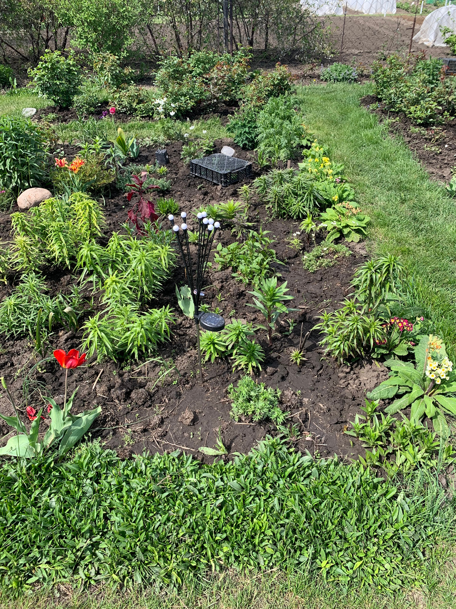 клумба, ве фото автора