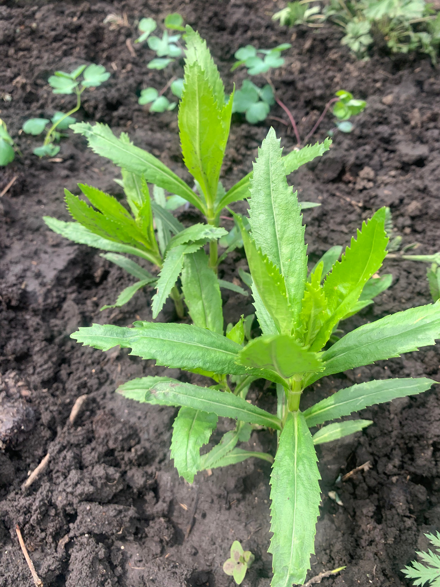 Первый кустик физиостегии сегодня.