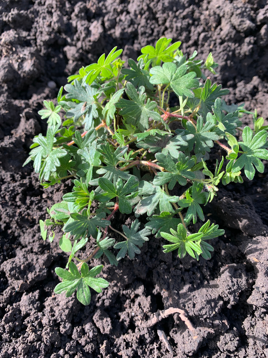 Герань кроваво-красная, фото автора