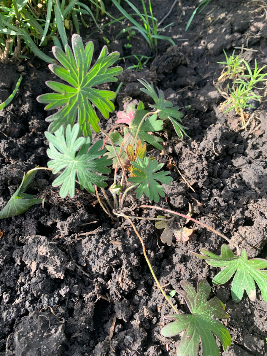 кустик герани из рассады, все фото автора