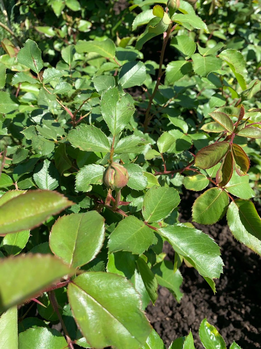 роза Юбилей принца Монако, все фото автора.