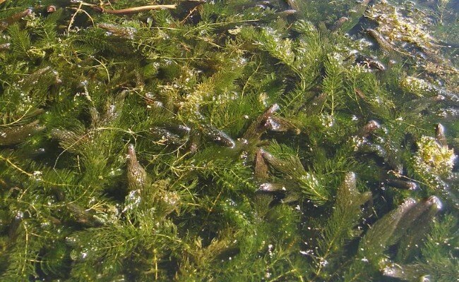 Отводной для травы.