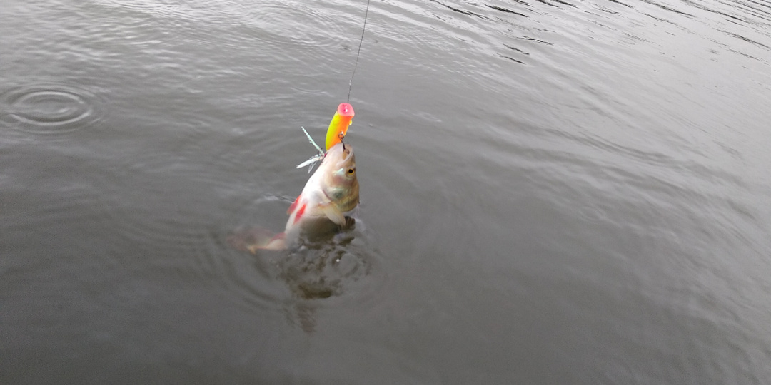 На поводковую оснастку в толще воды.