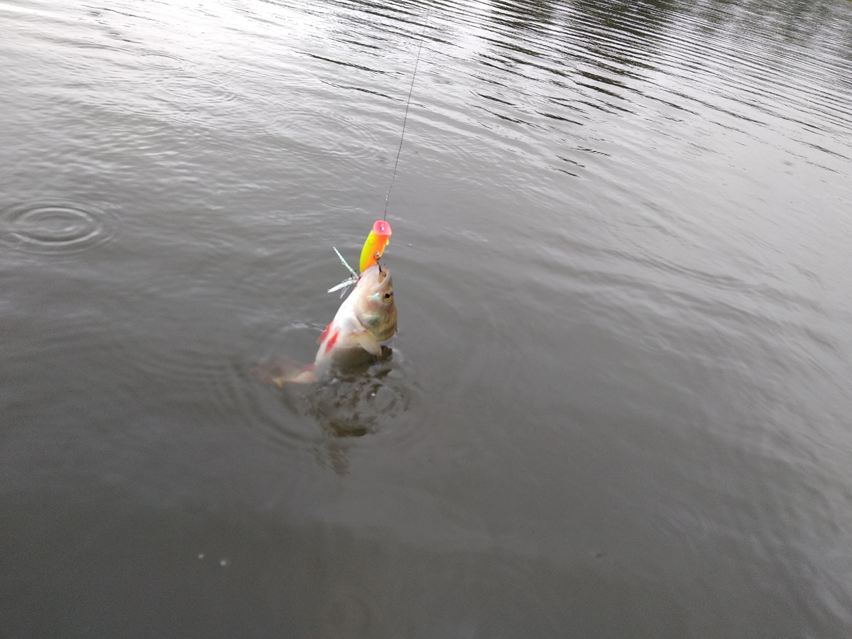 Окунь на попер. Фото автора Калачева А.В.