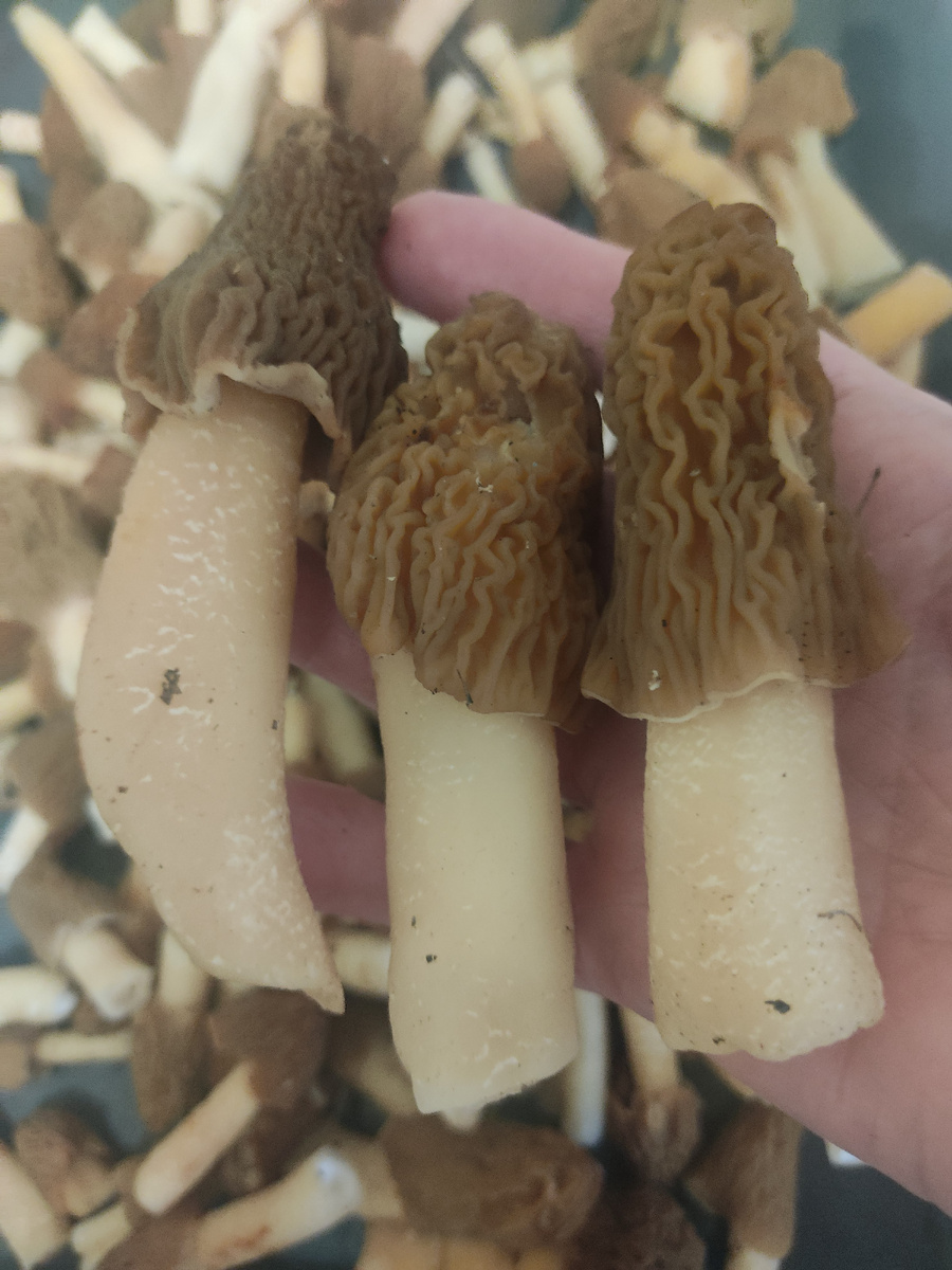 Сморчковая шапочка