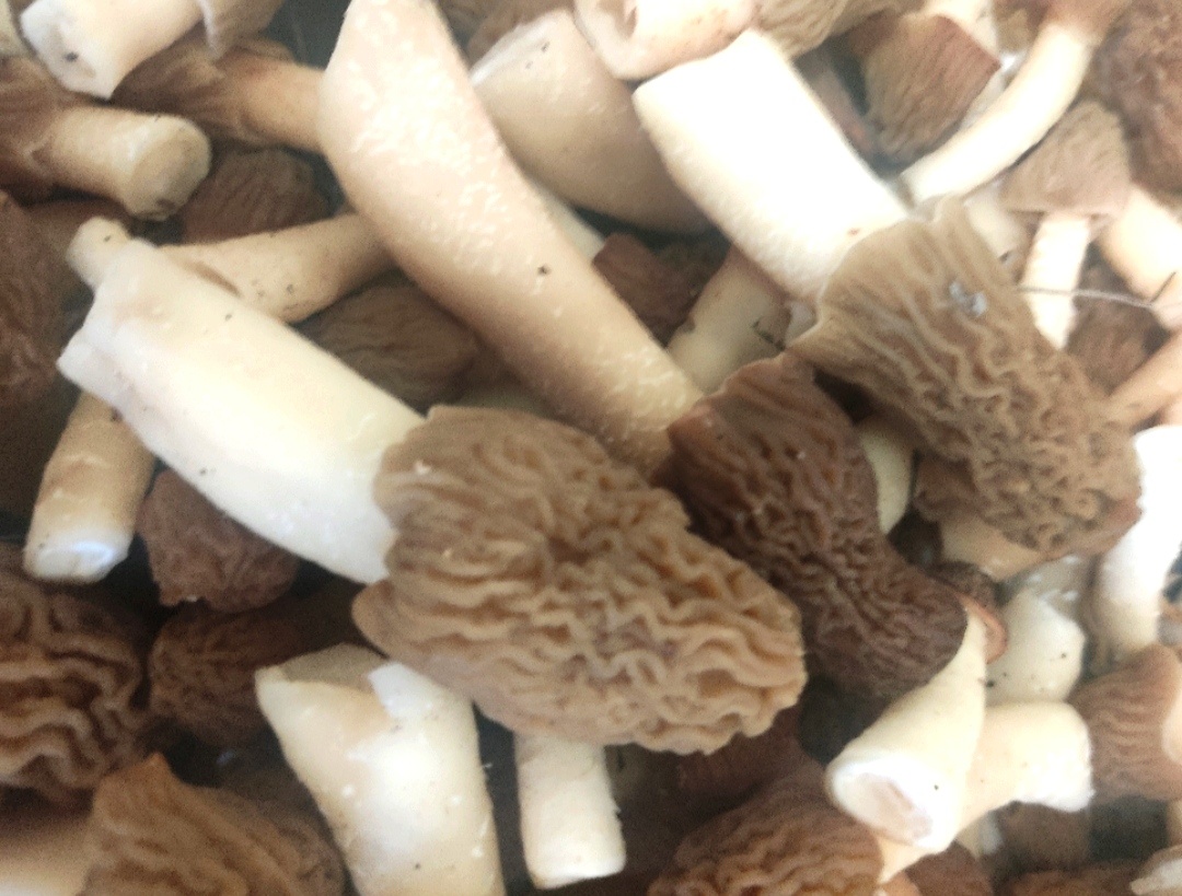 Грибы Сморчковые шапочки