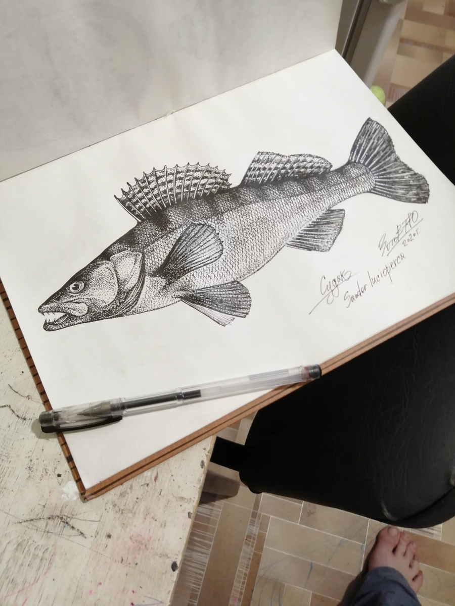 Судак. Иногда рисую рыб. 