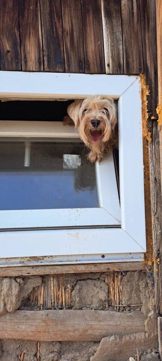 Козленок Ерошка. Один дома это не про него. Видит цель, не видит препятствий. А если не получается побежать за мной, можно поорать в окно истеричным голосом