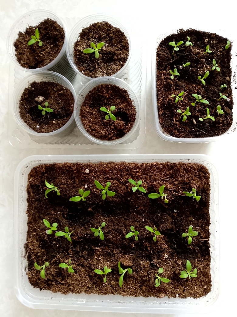 Две недели назад - после пикировки