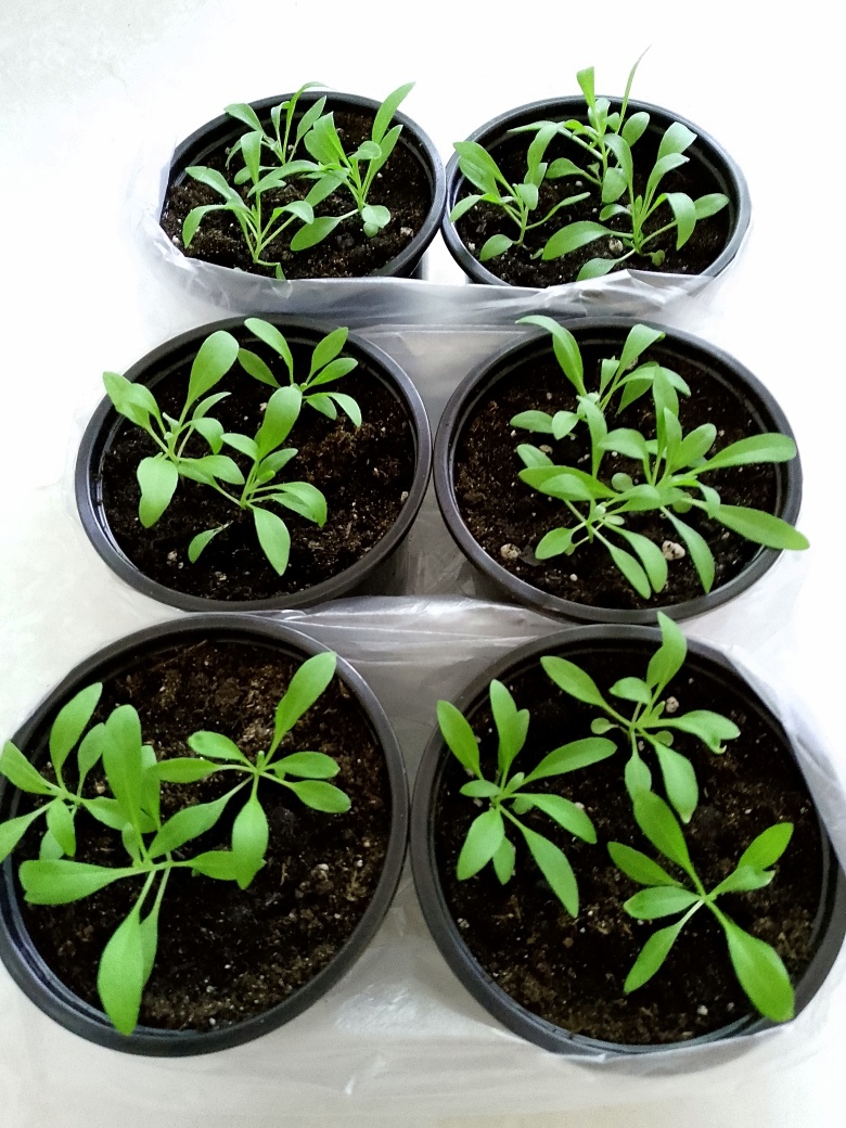 Через две недели от пикировки. Пересадка лобулярии в 500 мг горшочки