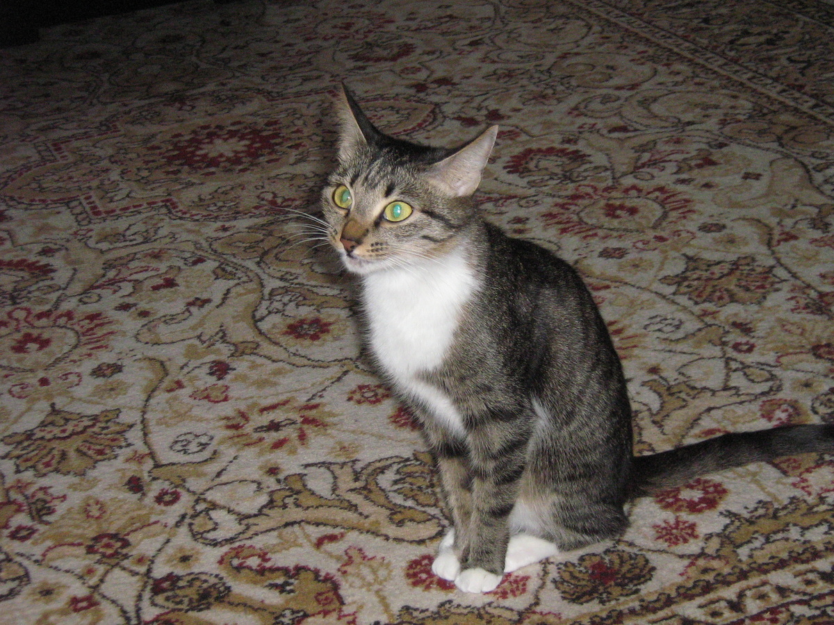 Моська! Наша кошечка!