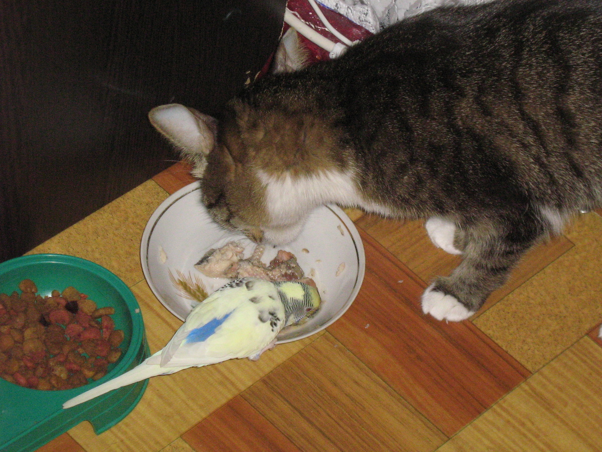 Чувик и Моська, едят с одной тарелки