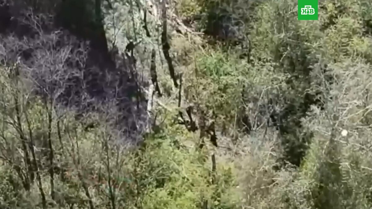    Кадр из видео: @RKadyrov_95 / t.me