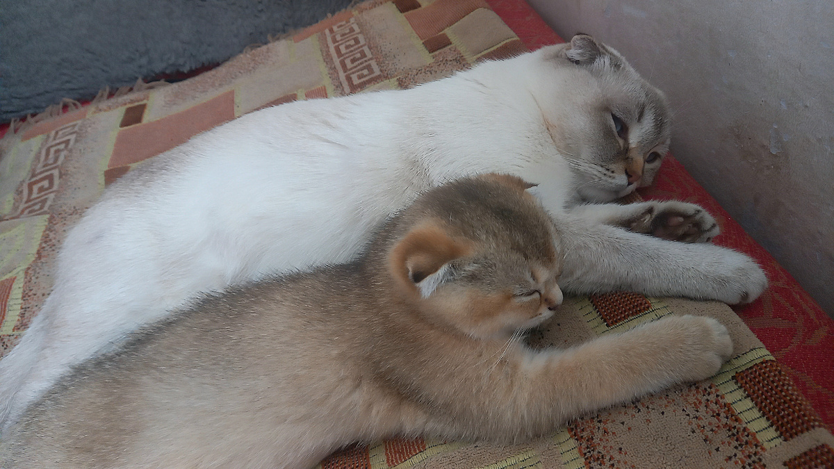 Это моя мама Мила с сестричкой Нюшей