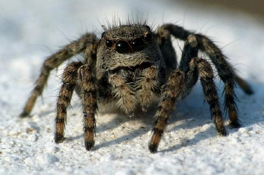 Гималайский паук-скакун