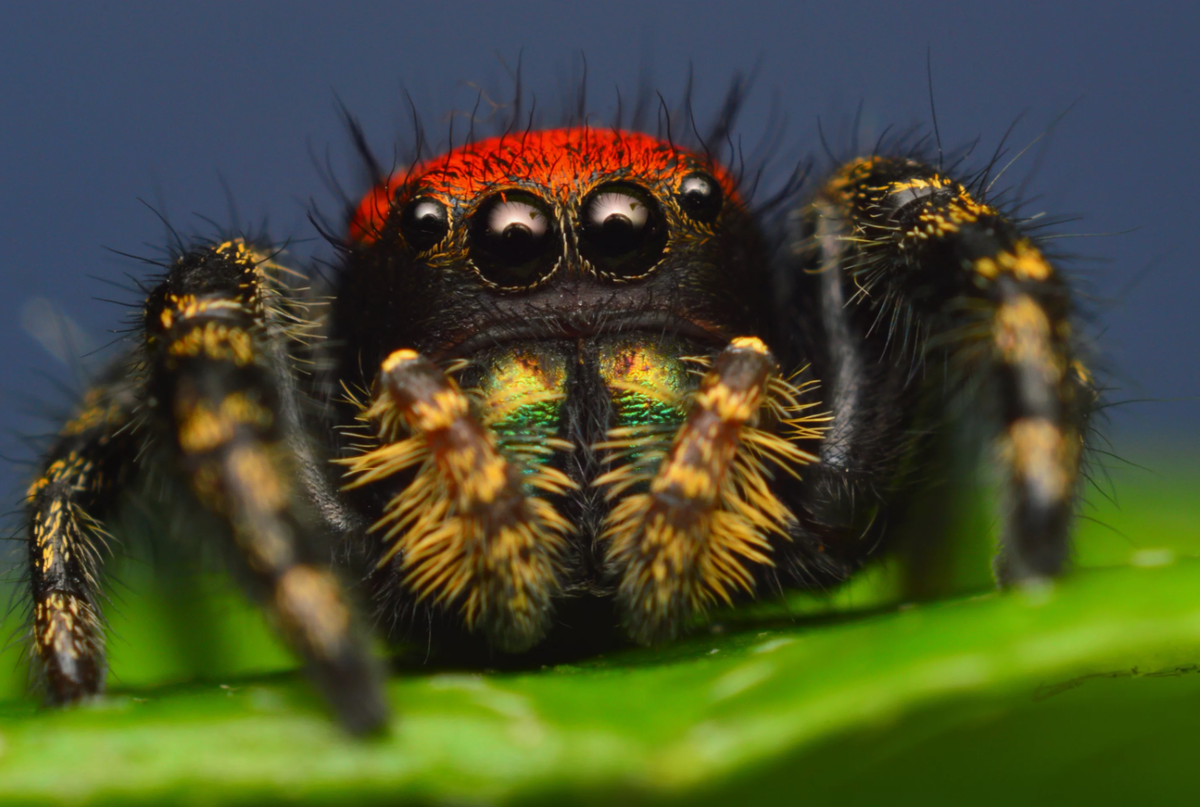 Королевский паук скакунчик