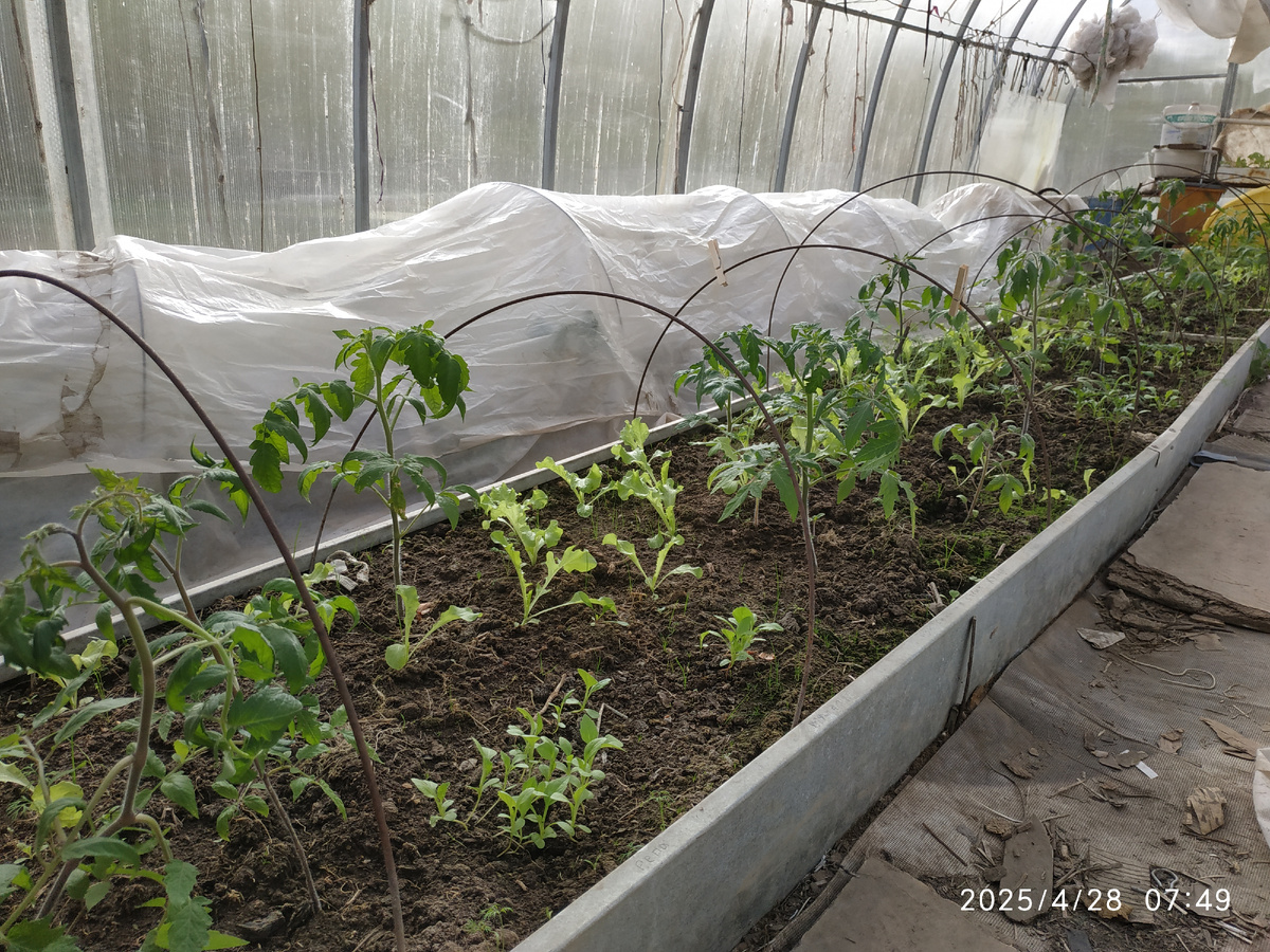 Моя апрельская грядочка в теплице